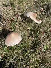 Macrolepiota