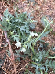 Parthenium hysterophorus