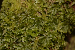 Hymenophyllum pumilum