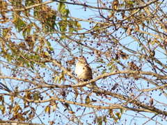 Mimus polyglottos