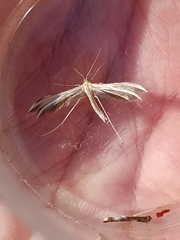 Pterophorus pentadactyla