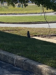 Sciurus carolinensis