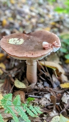 Amanita rubescens