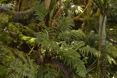 Asplenium surrogatum