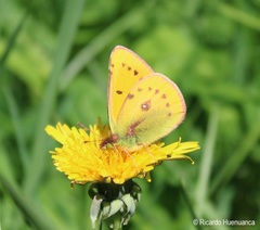 Colias vauthierii