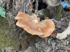 Polyporus radicatus