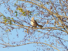 Mimus polyglottos