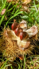 Castanea sativa