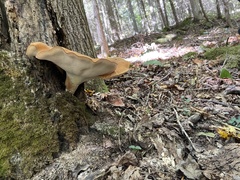 Polyporus radicatus