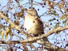 Mimus polyglottos