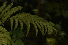 Asplenium surrogatum
