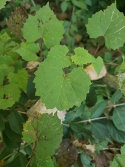 Vitis