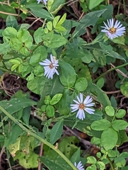 Symphyotrichum prenanthoides