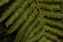 Asplenium surrogatum