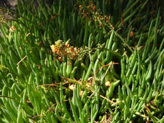 Bulbine