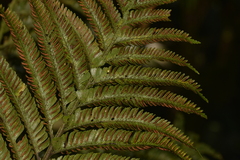 Asplenium surrogatum