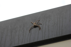 Isopedella conspersa