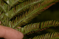 Asplenium surrogatum