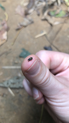 Glyptobaris lecontei