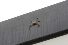 Isopedella conspersa