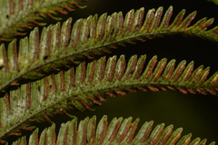 Asplenium surrogatum