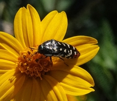Acmaeodera disjuncta