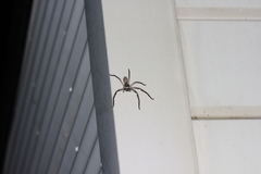 Isopedella conspersa