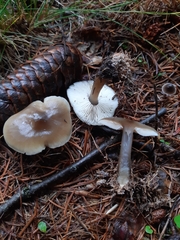 Rhodocollybia asema