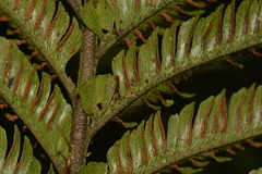 Asplenium surrogatum