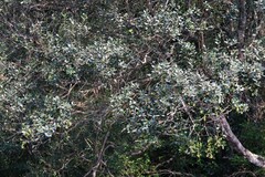 Robsonodendron eucleiforme