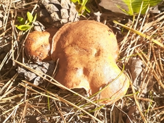 Suillus collinitus