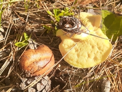 Suillus collinitus