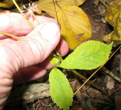 Panax trifolius