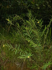 Chamaecrista flexuosa