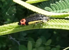 Acmaeodera flavomarginata