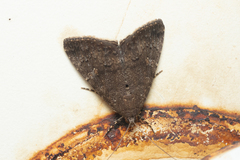 Amyna punctum