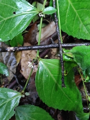 Veronicastrum axillare