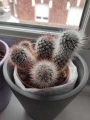 Mammillaria spinosissima