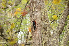 Campephilus magellanicus