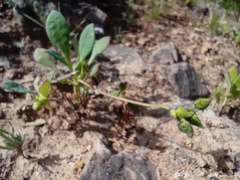 Cistanthe grandiflora