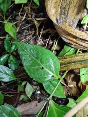 Veronicastrum axillare