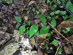 Veronicastrum axillare