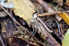Mycena arcangeliana