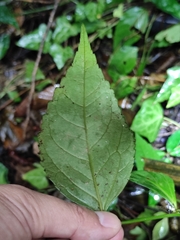 Veronicastrum axillare