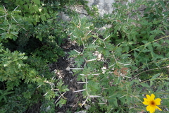 Vachellia rigidula