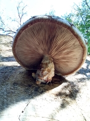 Hemipholiota populnea