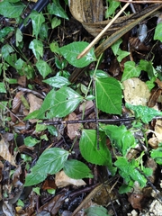 Veronicastrum axillare