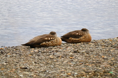 Lophonetta specularioides