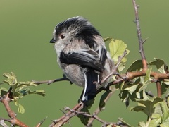Aegithalos caudatus