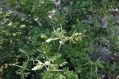 Vachellia rigidula